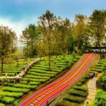 Agrowisata Gunung Mas PTPN I Regional 2 Siap Menjadi Ikon Wisata Berkelas Dunia, Holding Perkebunan Nusantara Perkuat Ekonomi Lokal