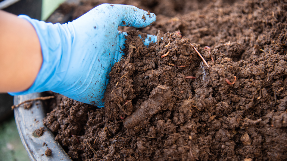Holding Perkebunan Nusantara Perkuat Circular Economy, PalmCo Kaji Pupuk Organik