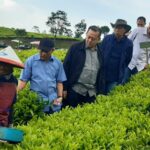 Dewan Komisaris Holding Perkebunan Nusantara Tinjau Inovasi Teknologi Pemangkasan di Kebun Teh Rancabali