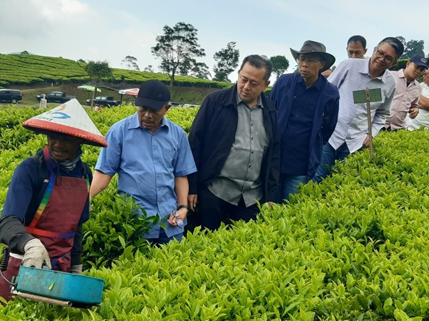 Dewan Komisaris Holding Perkebunan Nusantara Tinjau Inovasi Teknologi Pemangkasan di Kebun Teh Rancabali