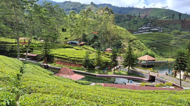 Holding Perkebunan Nusantara Hadirkan “The Healing Power of Tea” di Agrowisata Kaligua PTPN I Regional 3