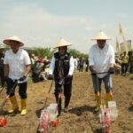 Dukung Swasembada Pangan Nasional, Holding Perkebunan Nusantara Laksanakan Tanam Perdana Padi Gogo di Lahan PSR