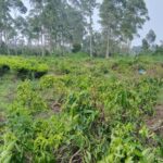 PTPN I Regional 2, Entitas Holding Perkebunan Nusantara, Kecam Aksi Perusakan Tanaman Teh di Kebun Malabar