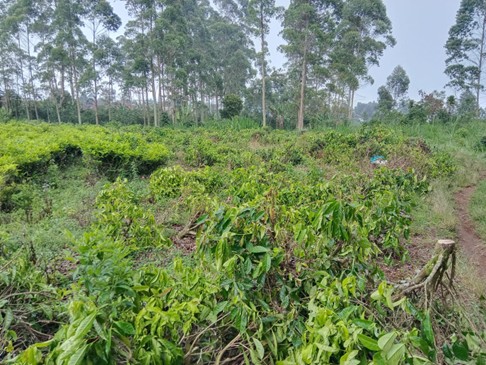 PTPN I Regional 2, Entitas Holding Perkebunan Nusantara, Kecam Aksi Perusakan Tanaman Teh di Kebun Malabar