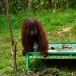 PTPN Group Buktikan Industri Sawit Bisa Selaras dengan Areal Konservasi Tinggi Hingga Satwa Langka