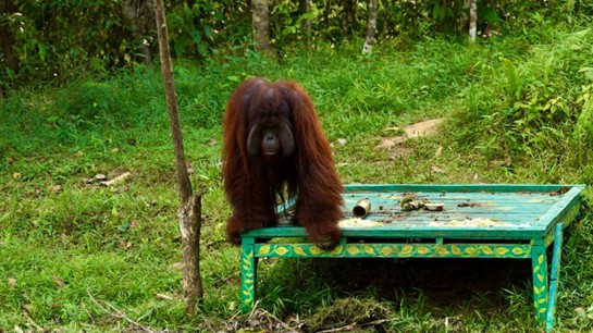 PTPN Group Buktikan Industri Sawit Bisa Selaras dengan Areal Konservasi Tinggi Hingga Satwa Langka