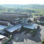 Seabad Pabrik Teh Kayu Aro, Holding Perkebunan Nusantara Jaga Warisan dan Kualitas Teh Indonesia