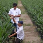 PalmCo, Subholding Holding Perkebunan Nusantara, Cetak Capaian Tertinggi dalam Program Peremajaan Sawit Rakyat