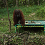 PTPN IV PalmCo dan BOSF Bersinergi Selamatkan Orangutan, Bukti Nyata Komitmen Lingkungan Holding Perkebunan Nusantara