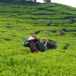 Holding Perkebunan Nusantara Perkuat Komoditas Strategis Melalui Replanting 14.000 Hektare PTPN I Regional 2