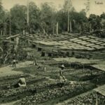 Holding Perkebunan Nusantara Dorong Optimalisasi Aset, PTPN I Adaptif Hadapi Dinamika Perkembangan Kota Medan