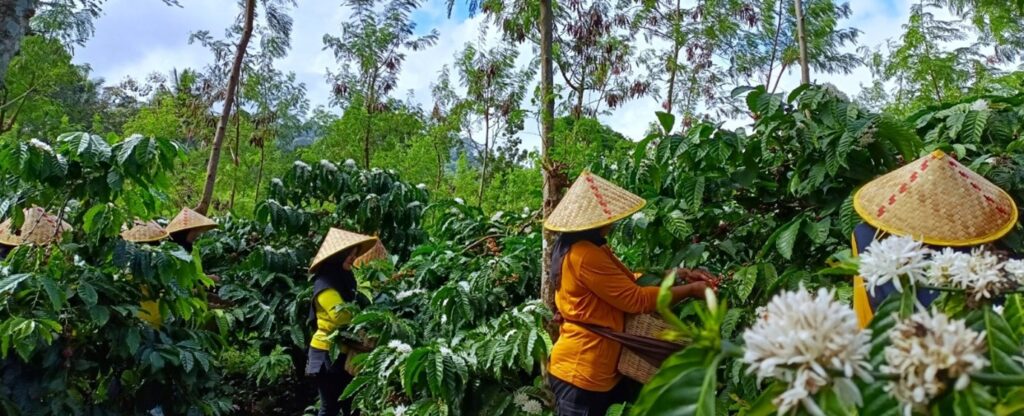 PTPN I Regional 2, Subholding Holding Perkebunan Nusantara, Jadikan Montoya Pusat Produksi Kopi Strategis Nasional