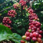 Perkuat Komoditas Kopi, Holding Perkebunan Nusantara Melalui PTPN I Konversi Dua Pabrik Teh