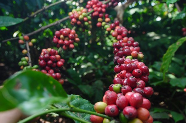 Perkuat Komoditas Kopi, Holding Perkebunan Nusantara Melalui PTPN I Konversi Dua Pabrik Teh