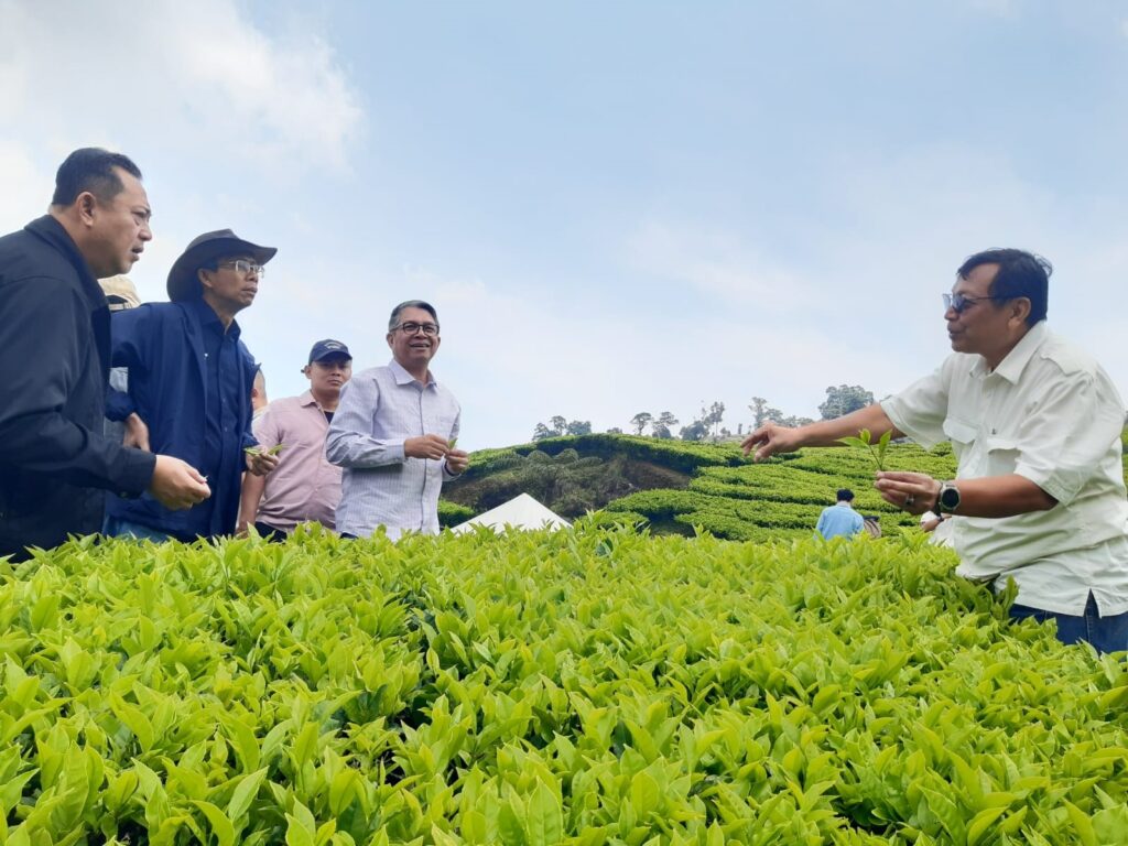 Holding Perkebunan Nusantara Dorong Peningkatan Produksi dan Hilirisasi, PTPN I Replanting 14.000 Hektare di Jawa Barat