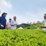 Holding Perkebunan Nusantara Dorong Peningkatan Produksi dan Hilirisasi, PTPN I Replanting 14.000 Hektare di Jawa Barat