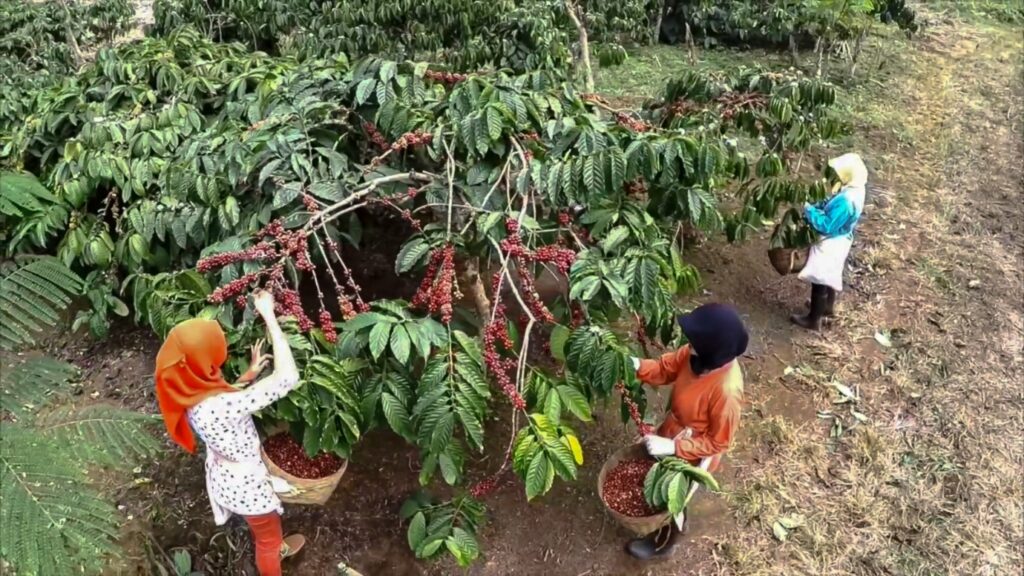 Holding Perkebunan Nusantara Melalui PTPN I Regional 2 Kembangkan 600 Ha Kebun Kopi di Kawasan Gunung Halu dan Rongga