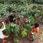 Holding Perkebunan Nusantara Melalui PTPN I Regional 2 Kembangkan 600 Ha Kebun Kopi di Kawasan Gunung Halu dan Rongga