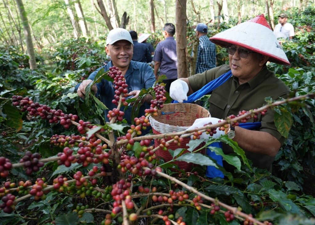 Dua Subholding PTPN III (Persero) Perkuat Kebangkitan Kopi Ijen, PTPN IV PalmCo dan PTPN I Replanting 1.300 Ha di Bondowoso