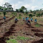 Melalui RPN–Puslitkoka, Holding Perkebunan Nusantara Perkuat Ekosistem Kopi Robusta Sumbawa Barat