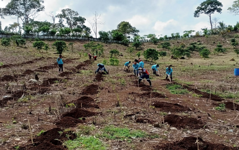 Melalui RPN–Puslitkoka, Holding Perkebunan Nusantara Perkuat Ekosistem Kopi Robusta Sumbawa Barat