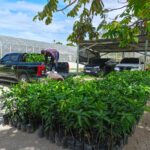 PalmCo Tanam Puluhan Ribu Pohon di 12 Provinsi, Pertegas Misi Keberlanjutan Holding Perkebunan Nusantara