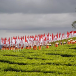 PalmCo, Subholding Holding Perkebunan Nusantara Luncurkan Kemasan 100 Tahun Kayu Aro, Ini Sejarahnya!