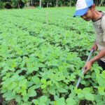 Holding Perkebunan Nusantara Dorong Pertanian Berkelanjutan Melalui Inovasi Pupuk Hayati Enero