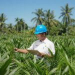 Akselerasi Peremajaan Sawit Rakyat, PTPN IV PalmCo, Subholding dari Holding Perkebunan Nusantara Salurkan 6 Juta Bibit Unggul