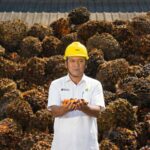 Dominan Diserap Pasar Domestik, CPO PTPN IV PalmCo, Subholding PTPN III (Persero) Tetap Sasar 100 Persen RSPO dan ISPO