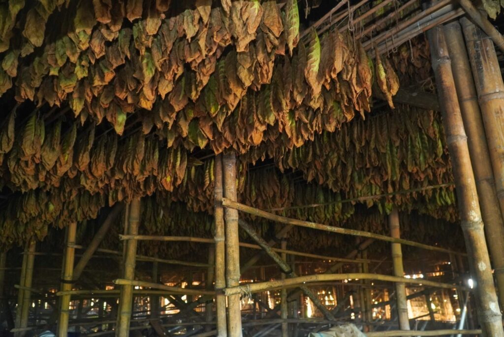 Lewat PTPN I, Holding Perkebunan Nusantara Hidupkan Kembali Kejayaan Tembakau Deli