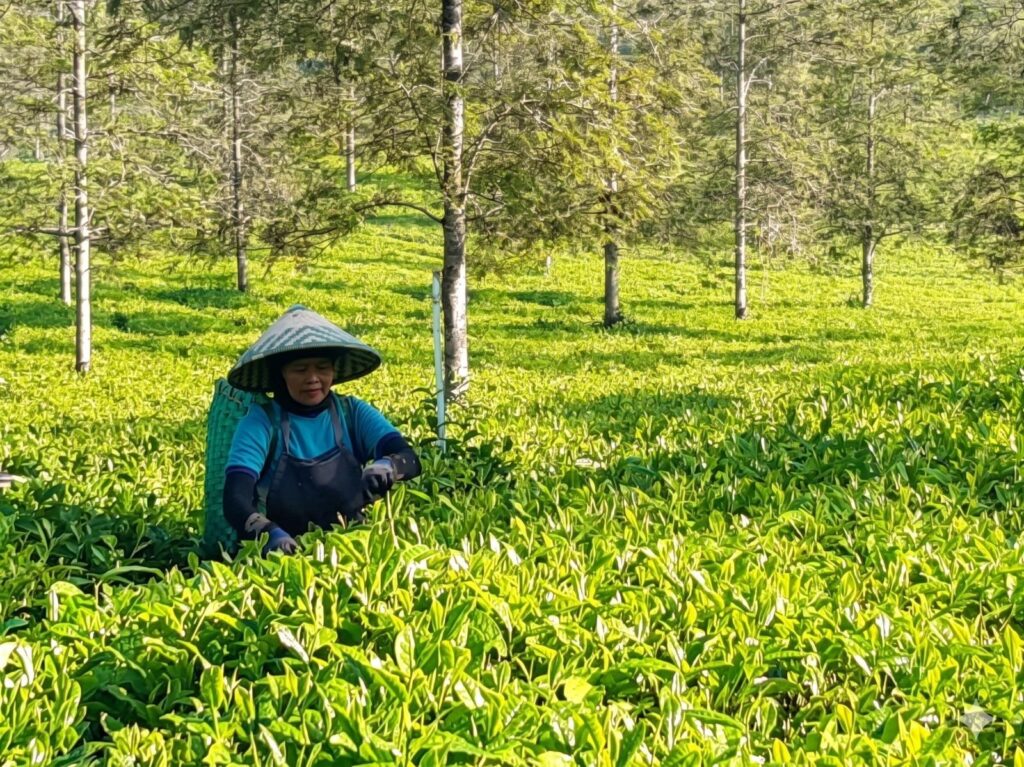 Kisah Kartini, Pemetik Teh yang Jadi Cerminan Ketangguhan SDM Holding Perkebunan Nusantara