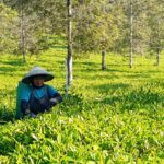 Kisah Kartini, Pemetik Teh yang Jadi Cerminan Ketangguhan SDM Holding Perkebunan Nusantara