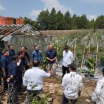 Holding Perkebunan Nusantara melalui PTPN I Gandeng Jinxiang Corp Kembangkan Budi Daya Bawang di Jawa Barat