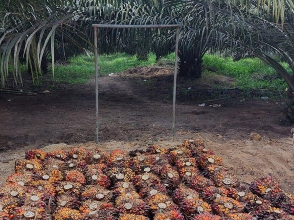 Holding Perkebunan Nusantara Soroti Keterkaitan Narkoba dan Pencurian Sawit di Sumatera Utara