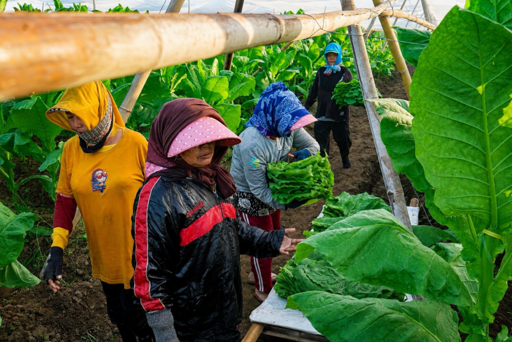 PTPN I, Subholding PTPN III (Persero) Jaga Mutu Tembakau Bawah Naungan (TBN) untuk Cerutu Pasar Global