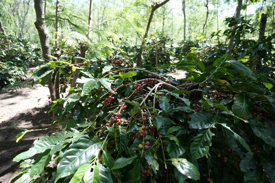 Jaga Standar Mutu Global, PTPN Group melalui PTPN IV PalmCo Kembali Rambah Pasar Kopi Amerika Serikat