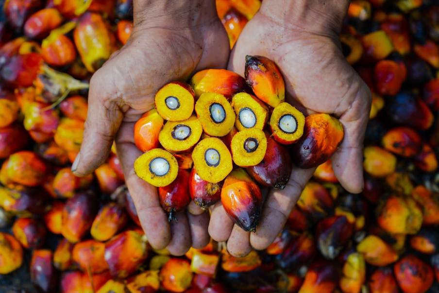 PTPN Group melalui PalmCo Perkuat Ketertelusuran dan Mutu CPO