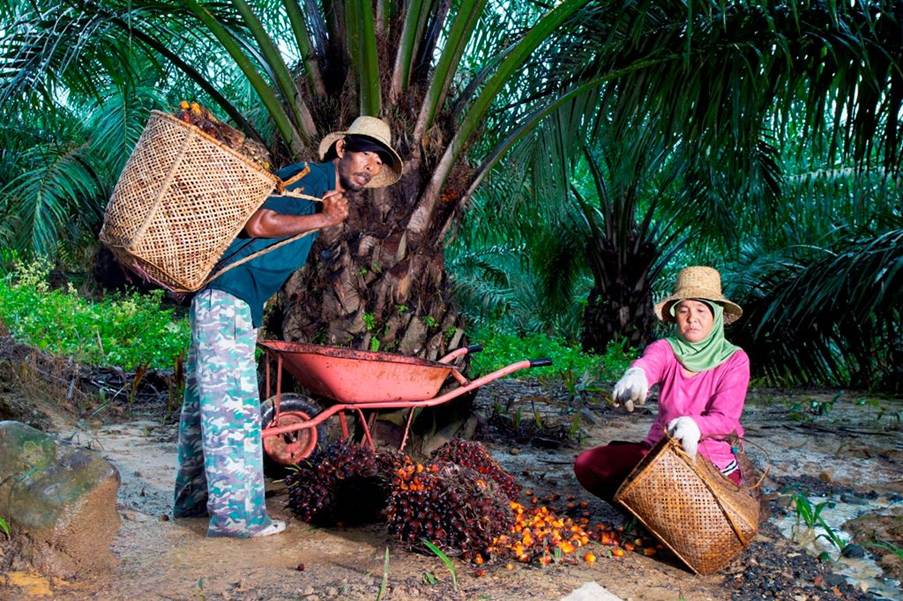 Jaga Keberlanjutan Industri, PTPN Group melalui PalmCo Dampingi Peremajaan 49 Ribu Hektare Kebun Rakyat