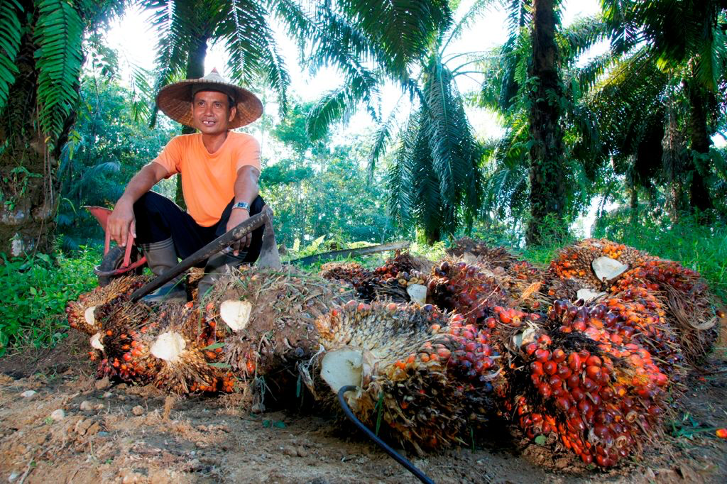 Dukung Akselerasi Target Nasional, PTPN Group melalui PTPN IV PalmCo Konsisten Jalankan Kemitraan Murni dan Serap TBS Program PSR