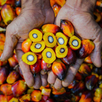 Holding Perkebunan Nusantara melalui PalmCo Akselerasi Sertifikasi Keberlanjutan, Premium Price Naik 48%